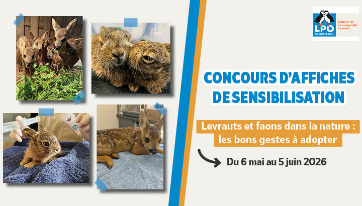 Concours d’affiches de sensibilisation : Levrauts et faons dans la nature : les bons gestes à adopter